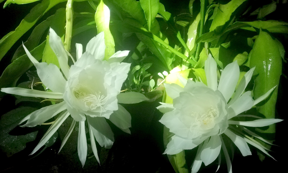 অক্টোবর ০৮,২০২০