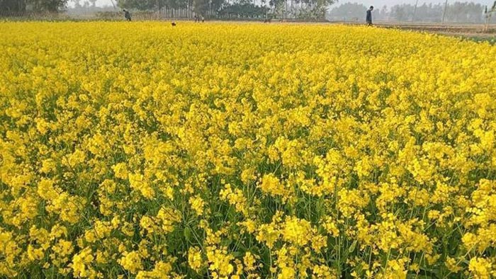 জানুয়ারি ১১,২০২২