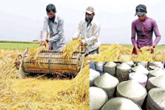 চাল ৩৪ টাকা এবং ধান ২৪টাকা কেজি দরে কিনবে সরকার
