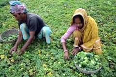 নড়াইলের ২৩টি গ্রাম উচ্ছেপল্লী হিসেবে পরিচিত