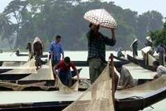 হালদাতে ডিম ছাড়তে শুরু করেছে মা মাছ