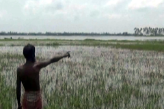 হবিগঞ্জে টানা বর্ষণে তলিয়ে গেছে ৩৫ হাজার হেক্টর জমির বোরো ফসল