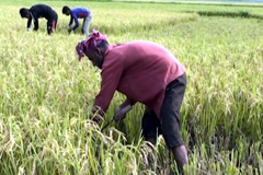 হাওরাঞ্চলে বন্যা পরিস্থিতির উন্নতি