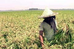 ব্লাস্ট ও পাতা ঝলসানো রোগে আক্রান্ত দিনাজপুরের বোরো ফসল