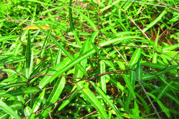 (ফাইল ফটো) (ফাইল ফটো)
