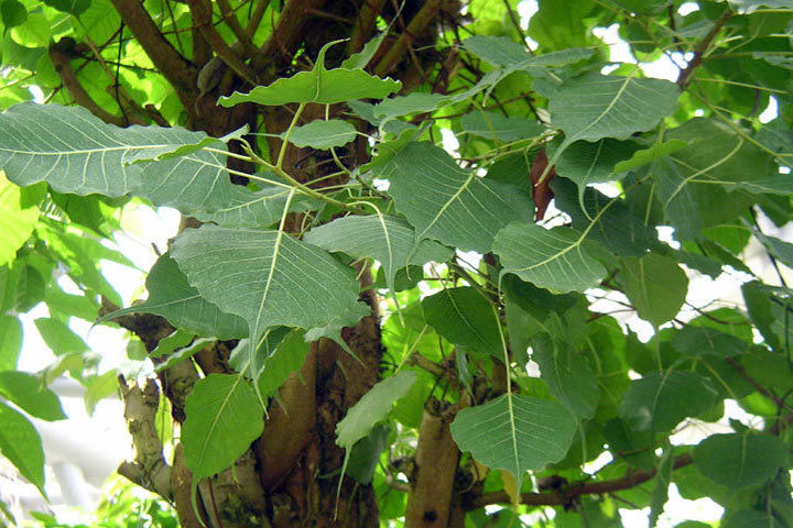 (ফাইল ফটো) (ফাইল ফটো)