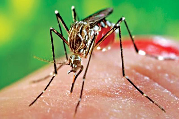ছবি: সংগৃহীত ছবি: সংগৃহীত