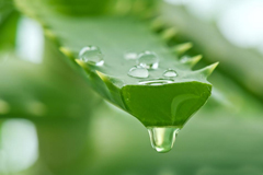 ত্বক স্নিগ্ধ ও মোহনীয় করে অ্যালোভেরা