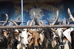 ভারতে গণপিটুনিতে মুসলিম হত্যায় গোরক্ষকরা খালাস