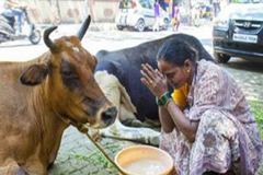 ভারতে গরু মন্ত্রণালয় হচ্ছে