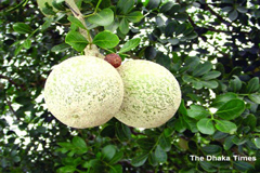 কদবেলের সাতকাহন