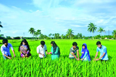 কৃষিতে সম্ভাবনার দিগন্ত