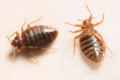 বিছানায় ছারপোকা, কীভাবে পরিত্রাণ পাবেন?