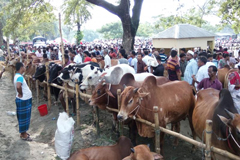 সড়কে পশুর হাট বসতে দেওয়া হবে না: স্বরাষ্ট্রমন্ত্রী