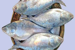 রাত ১২টা থেকে বন্ধ হচ্ছে ইলিশ ধরা