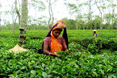 কৃষিপণ্যের রপ্তানি আয় বেড়েছে ১৬ শতাংশ