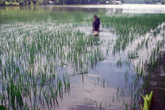 বন্যা পরবর্তী পুনর্বাসনে কৃষি মন্ত্রণালয়কে সুপারিশ
