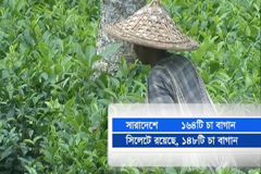 বিরুপ আবহাওয়ায় সংকটে বৃহত্তর সিলেটের চা শিল্প