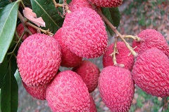 লিচুর পুষ্টিগুণ