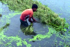 ভারী বর্ষনে গাইবান্ধার উঠতি ইরি ও বোরো ধান ডুবে গেছে