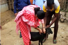 বিষক্রিয়ায় আক্রান্ত শতাধিক পশুকে প্রতিষেধক ভেকসিন দেয়া শুরু