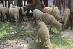 বান্দরবানের লামায় বিনামূল্যে ভেড়া বিতরণ করেছে প্রাণিসম্পদ বিভাগ