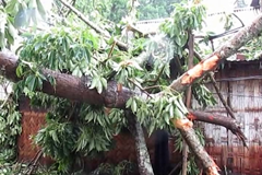 বাংলাদেশের উপকূল অতিক্রম করে দুর্বল হয়ে পড়েছে ঘূর্নিঝড় `মোরা’
