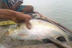 কাল আবারও বাজারে আসবে ইলিশ