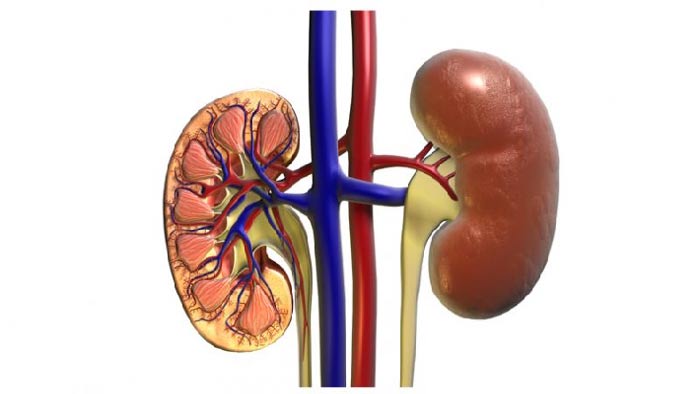 বাংলাদেশে দুই কোটি লোক কিডনি রোগে আক্রান্ত