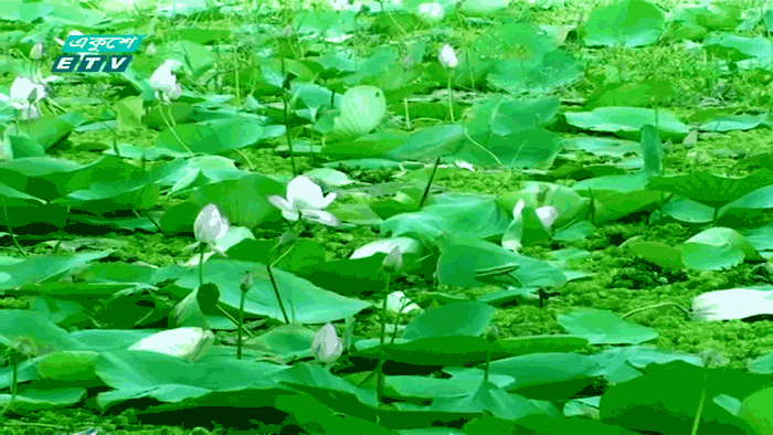 গাজীপুরের গোলাপী পদ্মে মুগ্ধ দর্শনার্থীরা (ভিডিও)