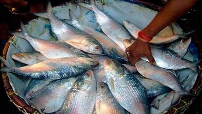 ৭ থেকে ২৮ অক্টোবর ইলিশ ধরা যাবে না