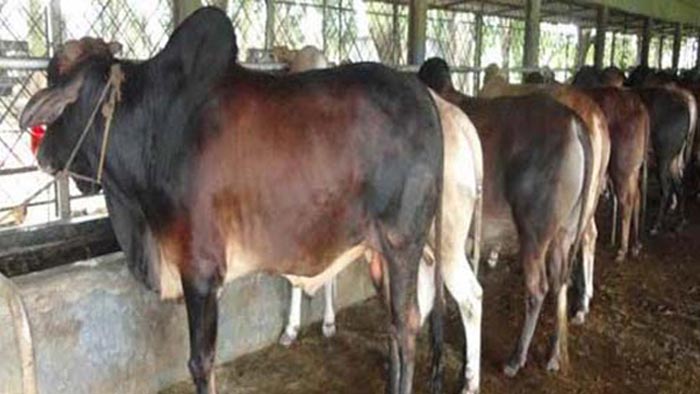 রাজশাহীতে এক বছরে কোরবানির পশু পালন কমেছে ২ লাখ