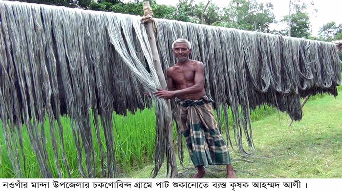 নওগাঁয় পাটের দামে কৃষকরে মুখে ফুটেছে হাসি