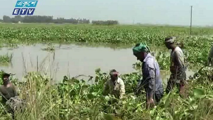 কচুরীপানায় সর্বনাশ হতে চলেছে চলনবিলের কৃষকদের [ভিডিও]