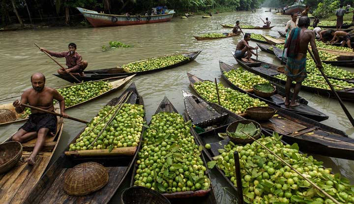 দেড় মন পেয়ারার দামে ১ কেজি গরুর মাংস