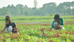 রাসায়নিক এড়িয়ে অরগ্যানিক চাষই লাভজনক