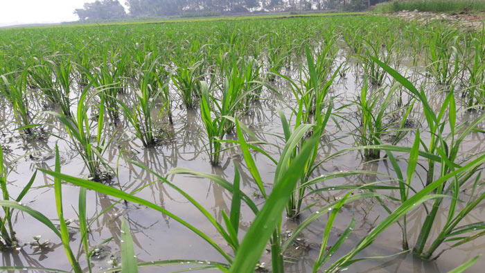 বোরো চাষের নতুন পদ্ধতি: ফলন বাড়বে দেড়গুণ