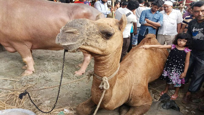 নয়াবাজার পশুরহাটে উট দেখতে জনতার ভিড়