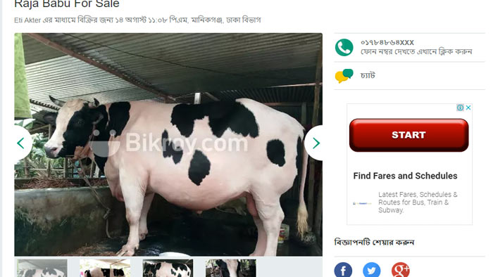 কোরবানির পশু অনলাইনেই