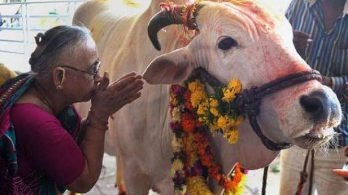 গরুকে রাষ্ট্রমাতা ঘোষণার দাবি বিজেপি মন্ত্রীর  