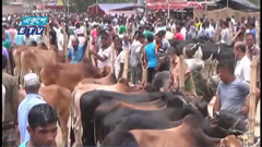 হাটগুলোতে ক্রেতা-বিক্রেতারা দর কষাকষিতে ব্যস্ত(ভিডিও)