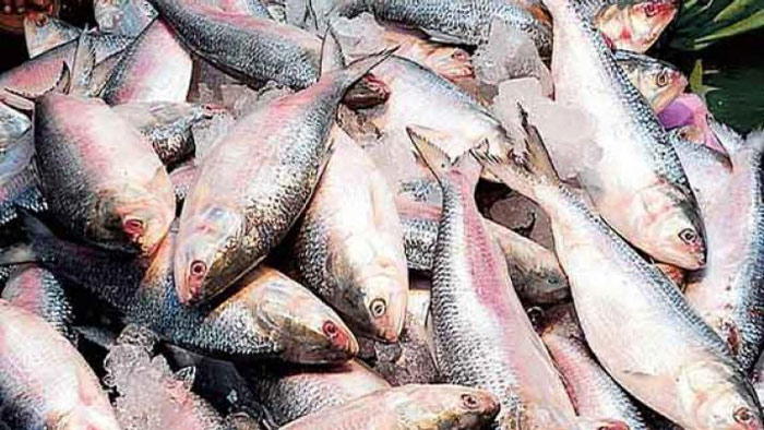 জীবন রহস্য উন্মোচন: যেভাবে বাড়বে ইলিশের উৎপাদন
