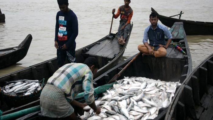 আজ রাত থেকে ২২ দিন ইলিশ ধরা বন্ধ
