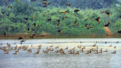 জাবিতে অতিথি পাখি দেখতে টিকেট লাগবে না