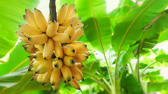 রোজ কলা খেলে যে উপকার মিলবে