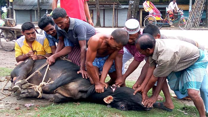 রাজধানীতে তৃতীয় দিনেও হয়েছে পশু কোরবানি