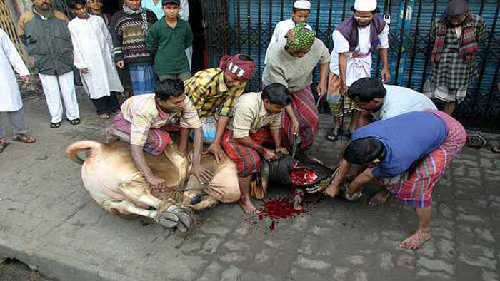 যেভাবে পশু কোরবানি করবেন