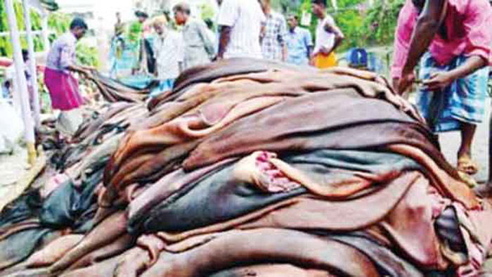 চামড়া নিয়ে বিপাকে চাঁপাইনবাবগঞ্জের ব্যবসায়ীরা