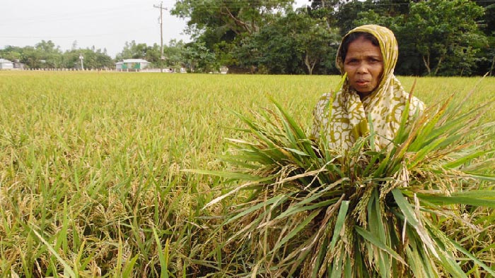 ৮০ কোটি টাকার বীজ-সার পাচ্ছেন কৃষক