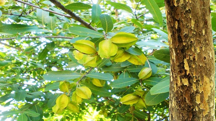 যৌন-হৃদরোগসহ ১৩ রোগের উপশম করে অর্জুন